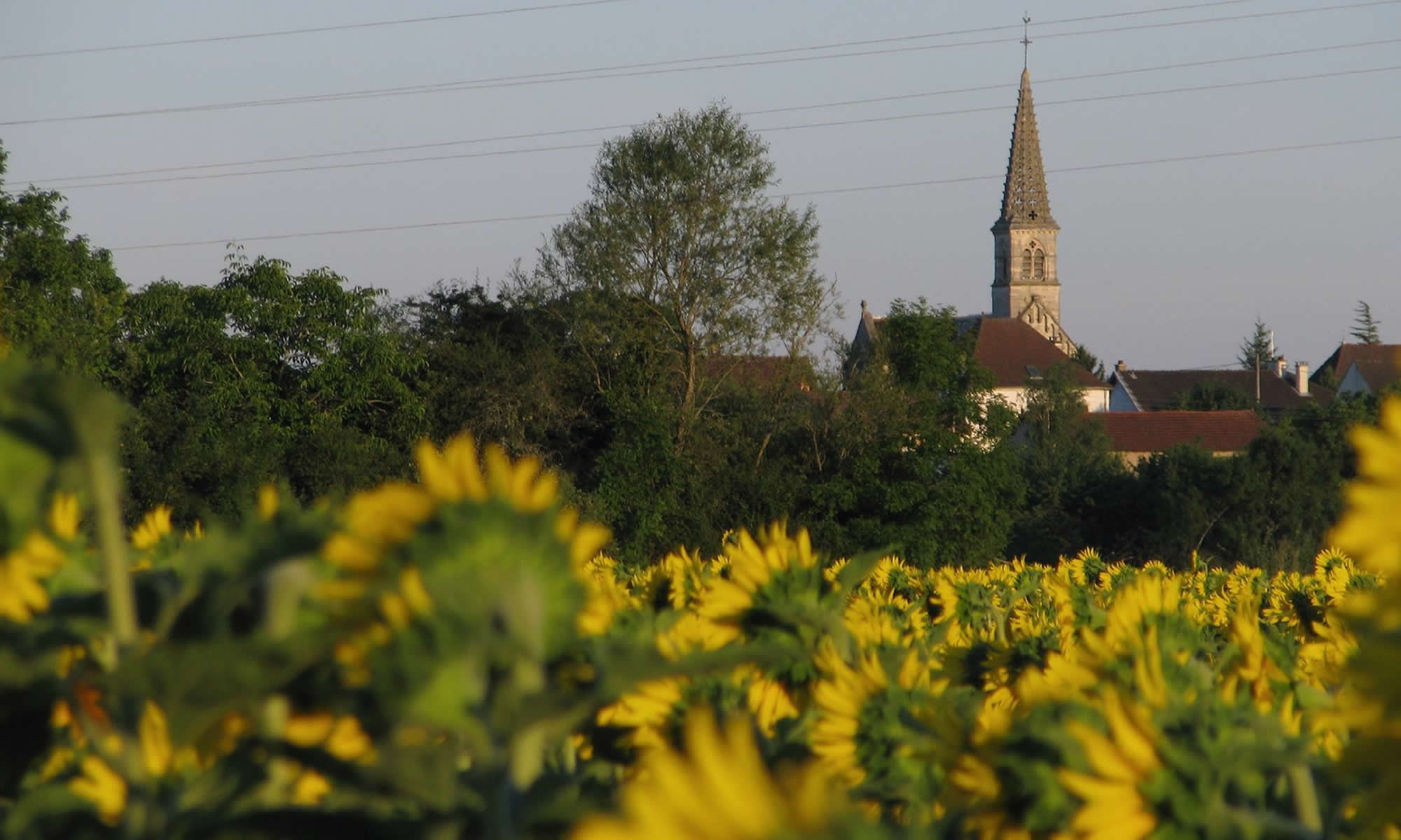 A church steeple rises above a field of sunflowers in France's Burgundy region.