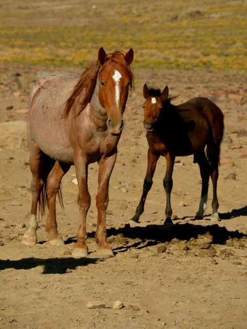 Horse colt and adult