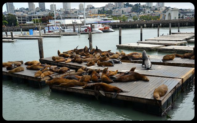 Sea lions of San Francisco