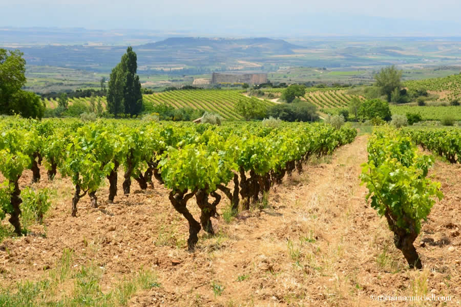 Remelluri Winery Rioja Alavesa Vineyards 2
