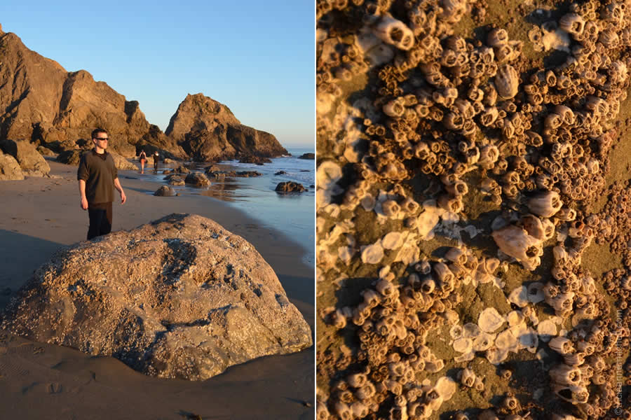 Shawn barnacles Bodega Bay