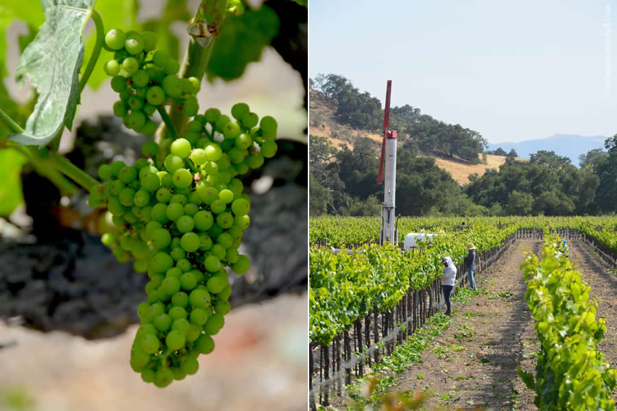 Fess Parker Winery Grapes Vineyard