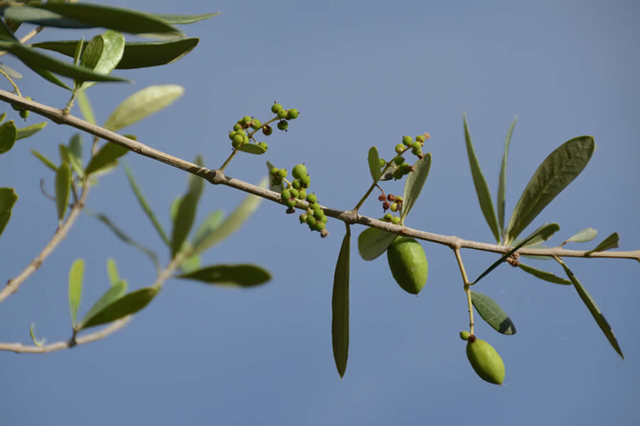 Ticino Olives