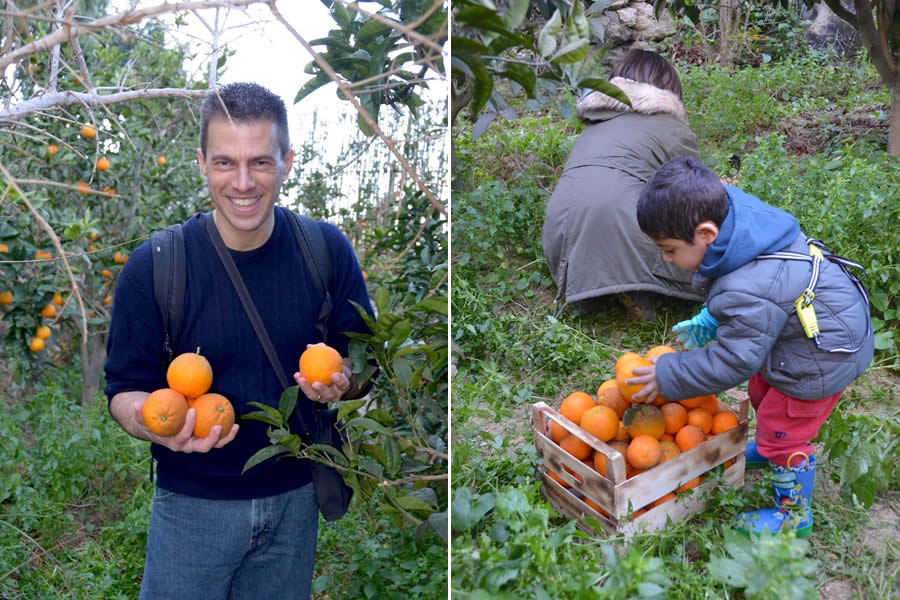 Harvesting oranges Malta ecotour