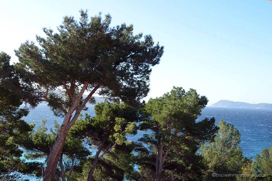 Sea pine trees reach to the sky along the coast in Croatia. There is an island off in the distance.
