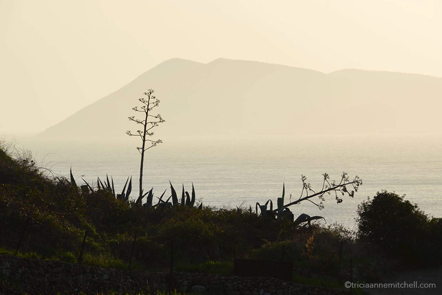 Two agave plants growing along the edge of a cliff. There is the silhouette of an island in the background.