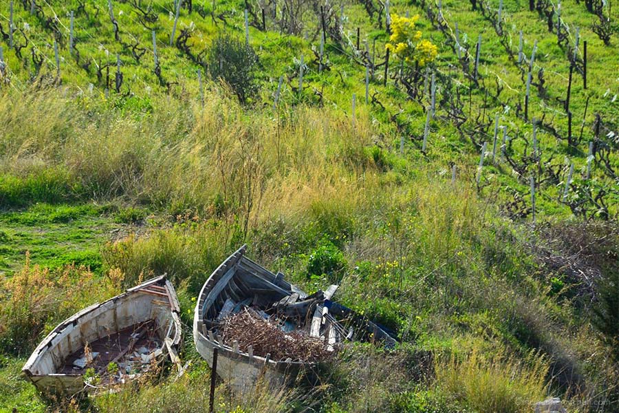 Two old wooden fishing boats are left in a field to deteriorate. There are rows of vines next to them.